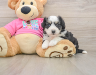6 week old Aussiechon Puppy For Sale - Windy City Pups