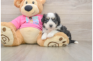 Cute Aussiechon Baby