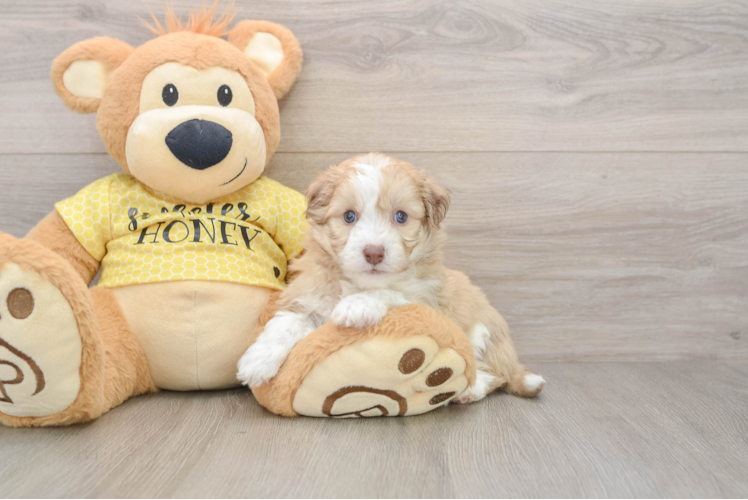 Energetic Aussie Bichon Designer Puppy
