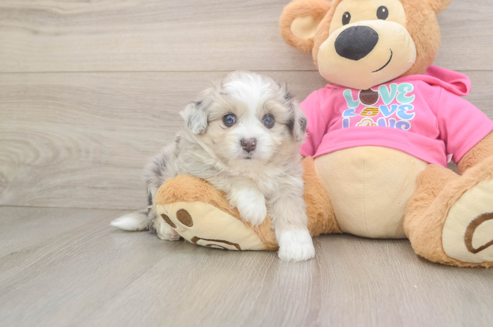 6 week old Aussiechon Puppy For Sale - Windy City Pups