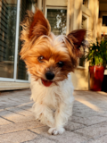 Cute Yorkshire Terrier Purebred Pup