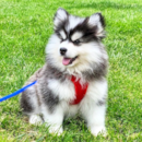 Cute Pomsky Pup