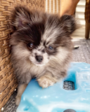 Pomeranian Being Cute