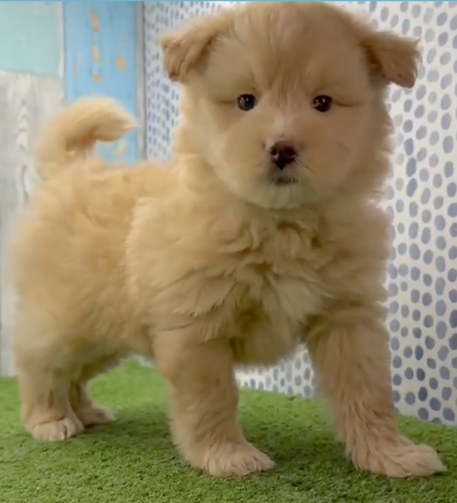 Small Mini Pomskydoodle Poodle Mix Pup