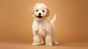 Cute Poochon Poodle Mix Pup