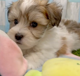 Havashon Puppies For Sale - Windy City Pups