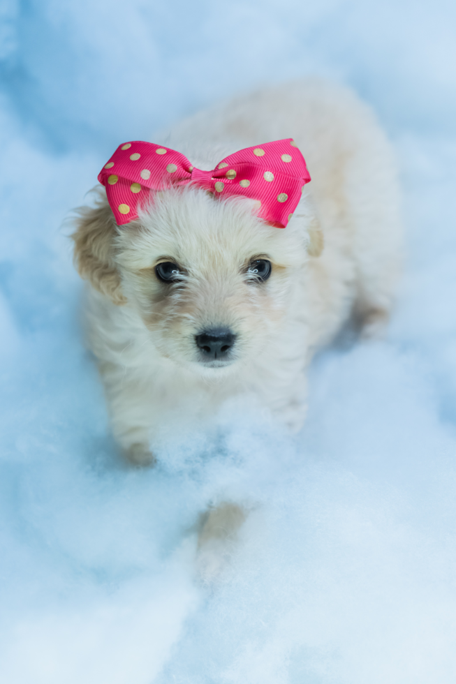 Cute Maltese Purebred Pup