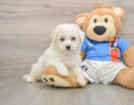 5 week old Bichon Frise Puppy For Sale - Windy City Pups
