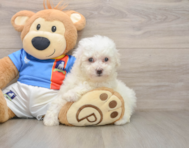 5 week old Bichon Frise Puppy For Sale - Windy City Pups