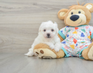 5 week old Bichon Frise Puppy For Sale - Windy City Pups