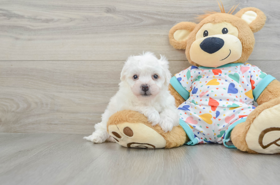 5 week old Bichon Frise Puppy For Sale - Windy City Pups