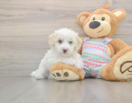 5 week old Bichon Frise Puppy For Sale - Windy City Pups