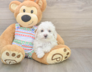 5 week old Bichon Frise Puppy For Sale - Windy City Pups