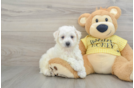 Bichon Frise Puppy for Adoption