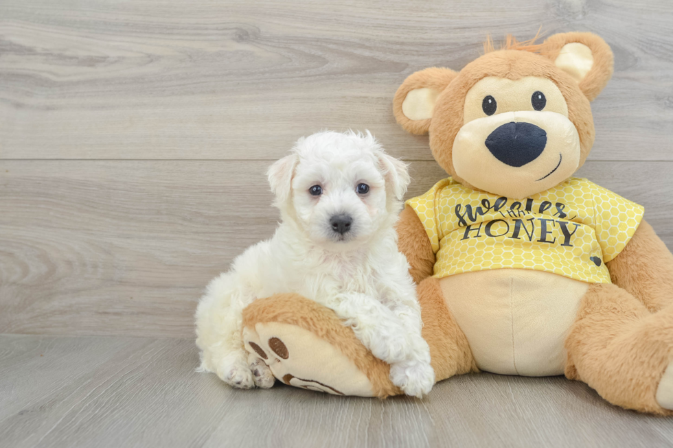 Bichon Frise Puppy for Adoption