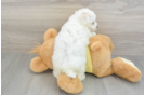 Bichon Frise Puppy for Adoption