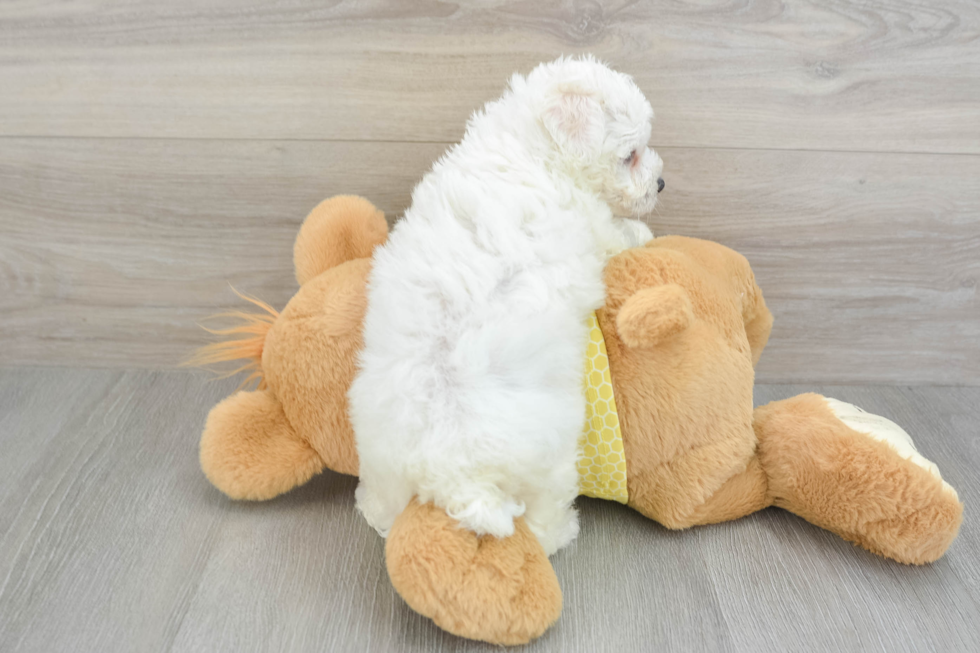 Bichon Frise Puppy for Adoption