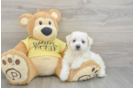 Adorable Bichon À Poil Frisé Purebred Puppy