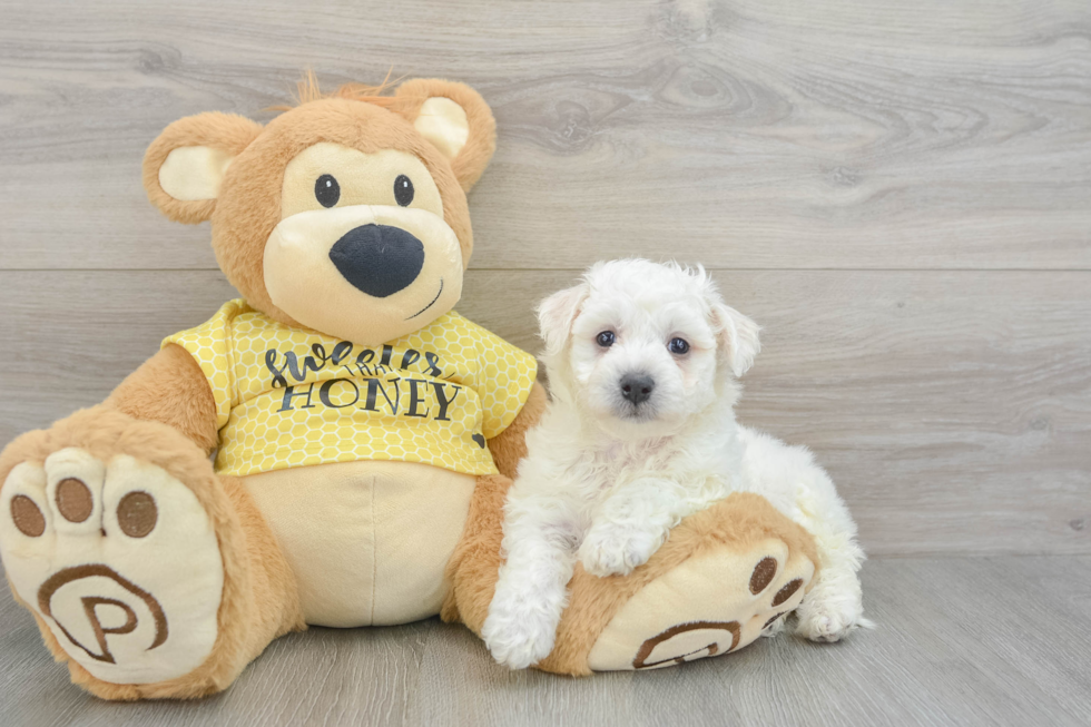 Adorable Bichon À Poil Frisé Purebred Puppy