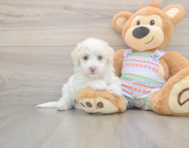 5 week old Bichon Frise Puppy For Sale - Windy City Pups