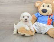 6 week old Bichon Frise Puppy For Sale - Windy City Pups