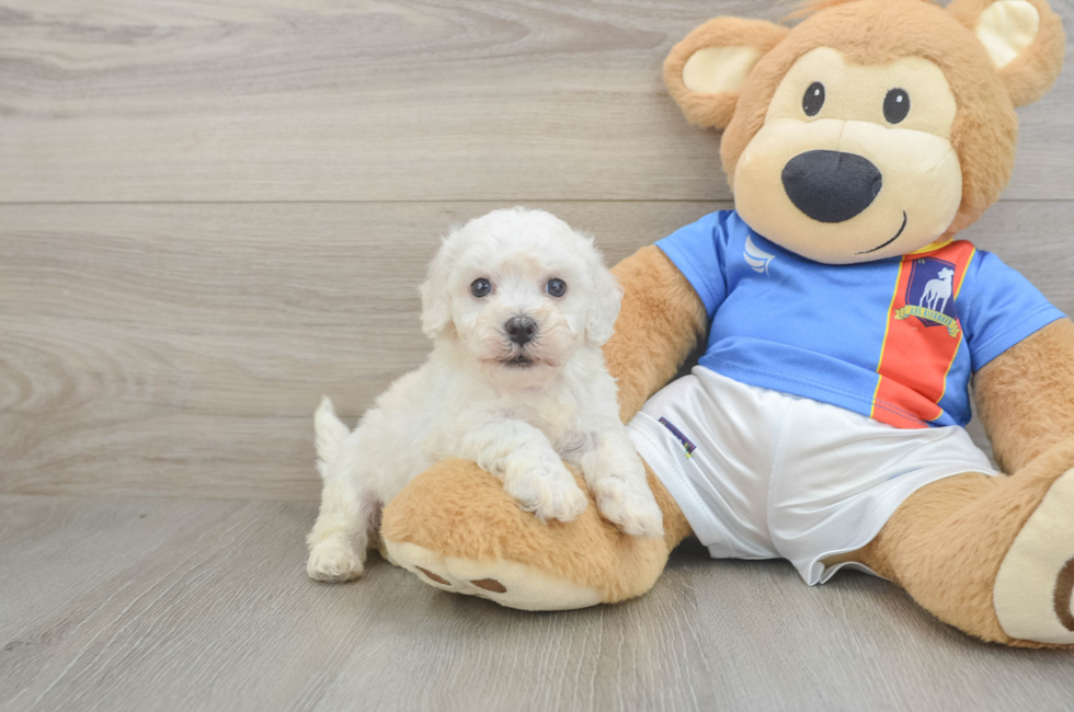 6 week old Bichon Frise Puppy For Sale - Windy City Pups