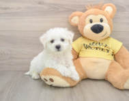 6 week old Bichon Frise Puppy For Sale - Windy City Pups