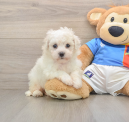 5 week old Bichon Frise Puppy For Sale - Windy City Pups