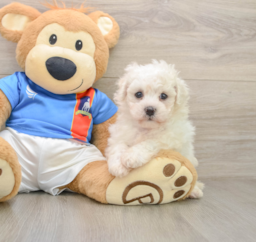 5 week old Bichon Frise Puppy For Sale - Windy City Pups