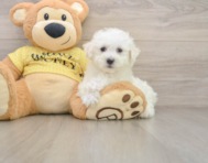 6 week old Bichon Frise Puppy For Sale - Windy City Pups