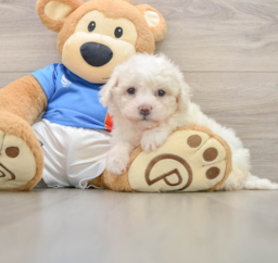 5 week old Bichon Frise Puppy For Sale - Windy City Pups