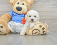 6 week old Bichon Frise Puppy For Sale - Windy City Pups