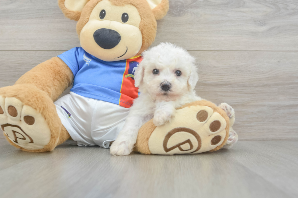6 week old Bichon Frise Puppy For Sale - Windy City Pups