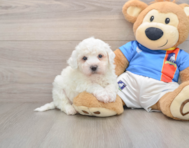 5 week old Bichon Frise Puppy For Sale - Windy City Pups