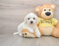 5 week old Bichon Frise Puppy For Sale - Windy City Pups