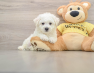 6 week old Bichon Frise Puppy For Sale - Windy City Pups
