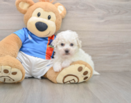 5 week old Bichon Frise Puppy For Sale - Windy City Pups