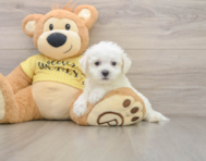6 week old Bichon Frise Puppy For Sale - Windy City Pups