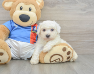 6 week old Bichon Frise Puppy For Sale - Windy City Pups
