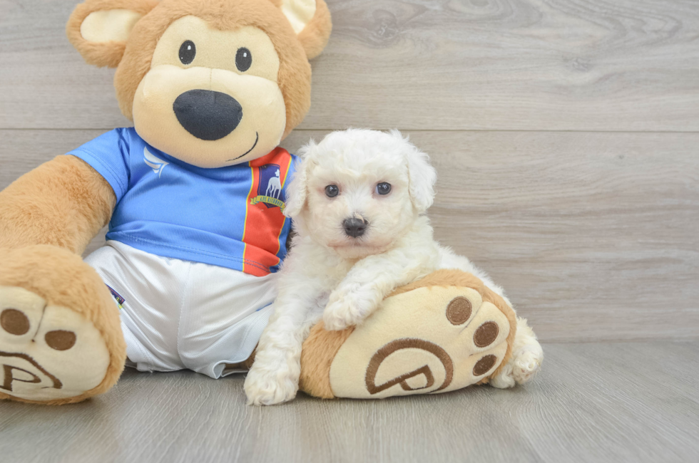 6 week old Bichon Frise Puppy For Sale - Windy City Pups