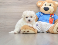 5 week old Bichon Frise Puppy For Sale - Windy City Pups