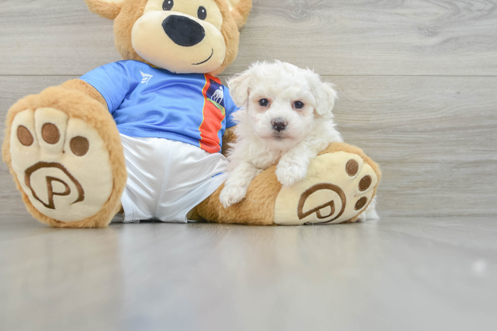 Little Bichon Frise Baby