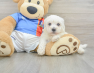 6 week old Bichon Frise Puppy For Sale - Windy City Pups