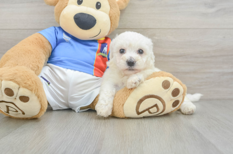6 week old Bichon Frise Puppy For Sale - Windy City Pups