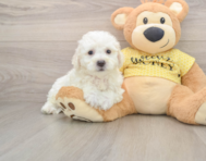 7 week old Bichon Frise Puppy For Sale - Windy City Pups