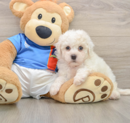 5 week old Bichon Frise Puppy For Sale - Windy City Pups