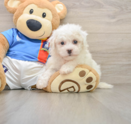 5 week old Bichon Frise Puppy For Sale - Windy City Pups