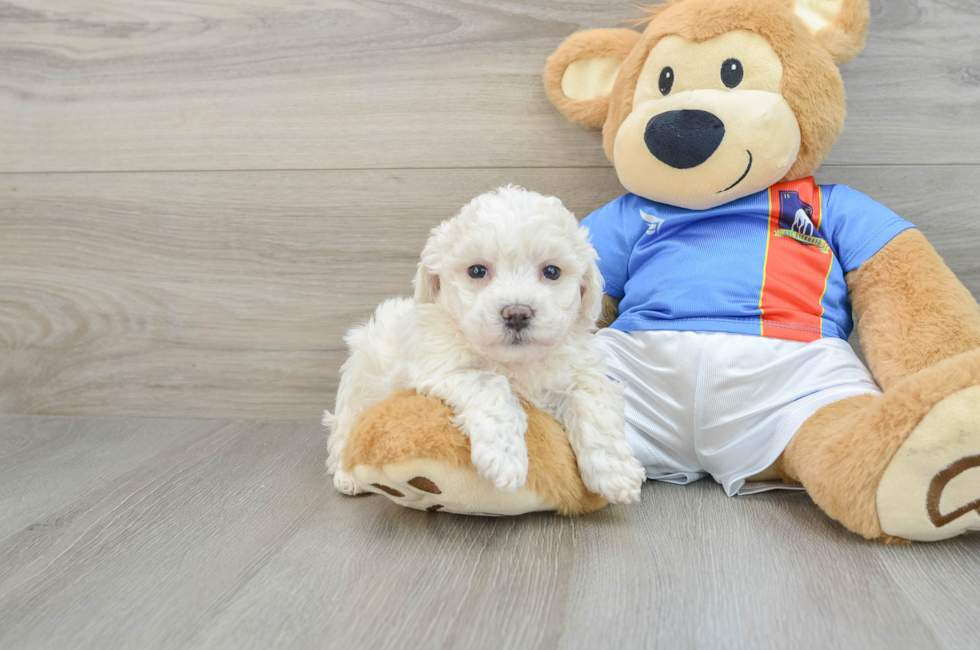 7 week old Bichon Frise Puppy For Sale - Windy City Pups