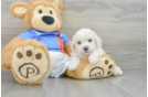 Bichon Frise Puppy for Adoption