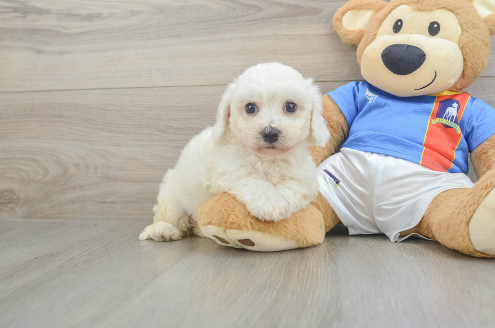 6 week old Bichon Frise Puppy For Sale - Windy City Pups